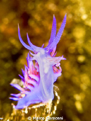 Flabellina viola by Marco Caraceni 